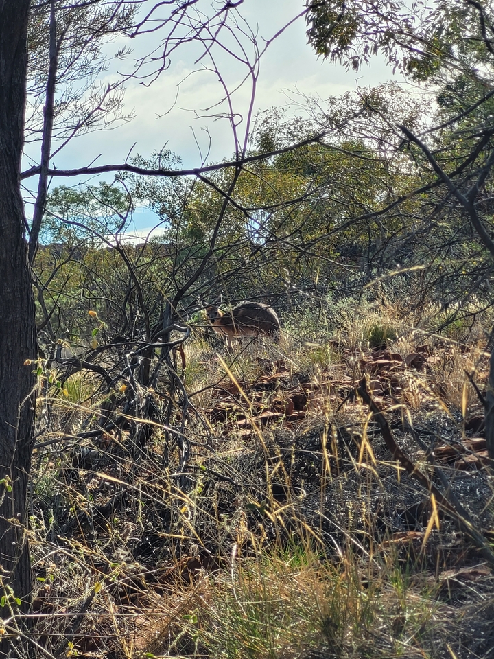 Un kangourou dans un paysage sec et broussailleux.
