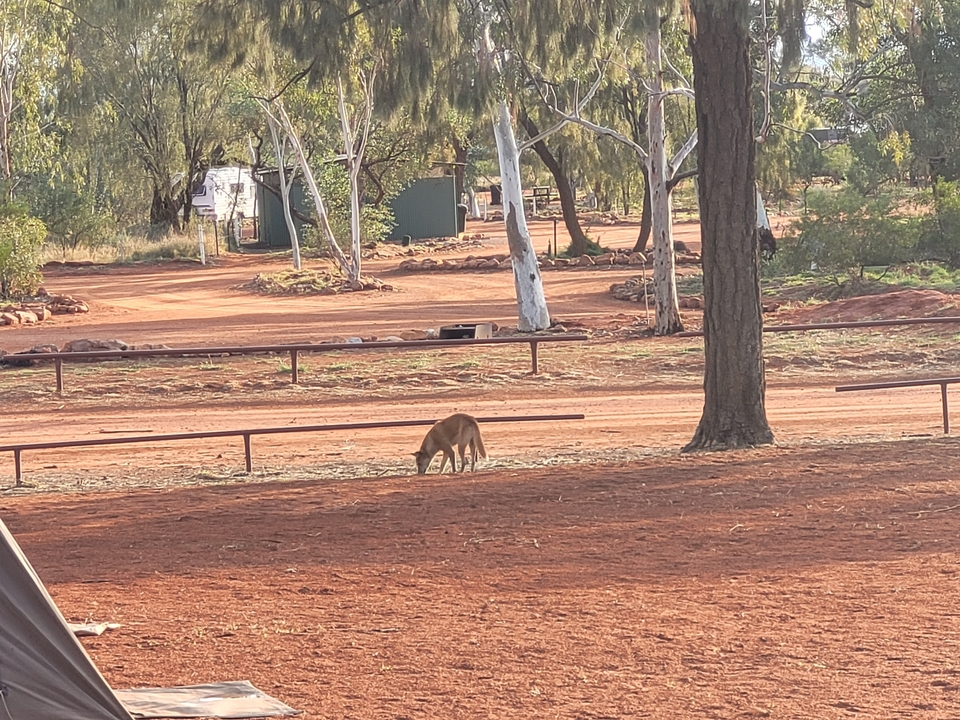Un kangourou sur un terrain de terre rouge.
