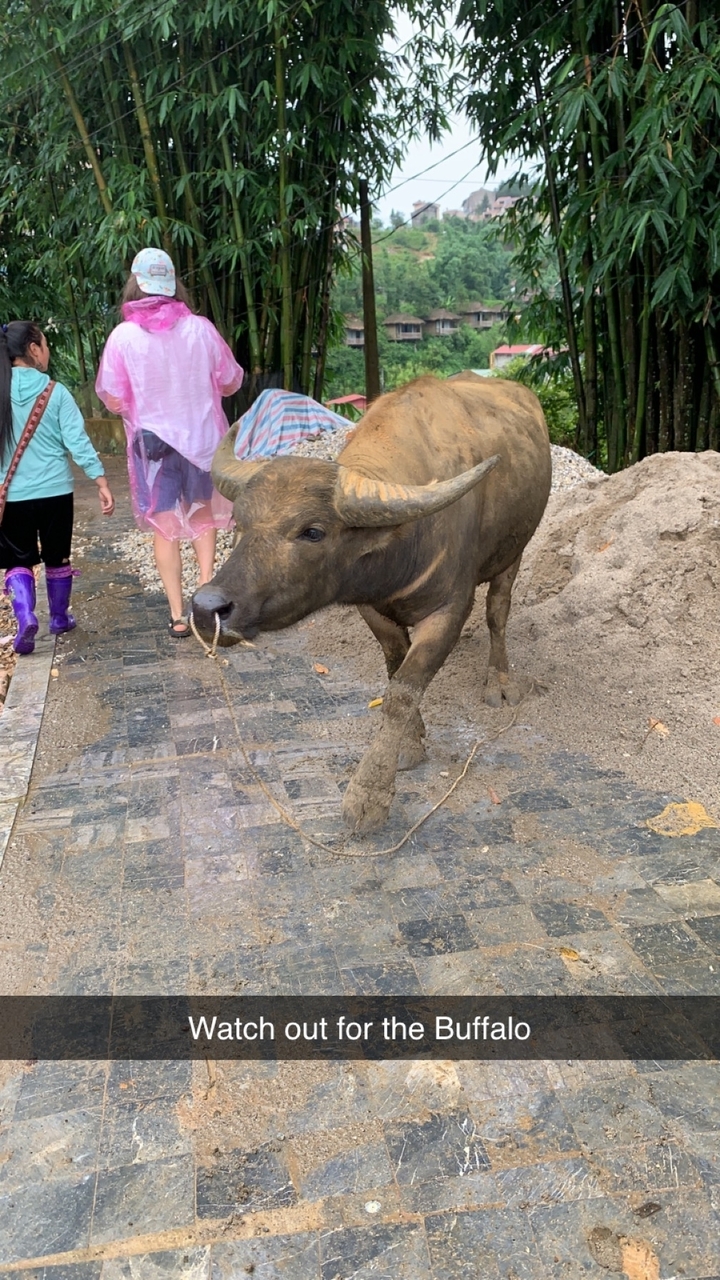 Un buffle marchant sur un sentier avec des gens autour.