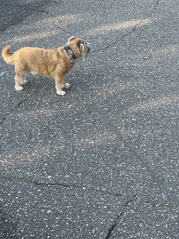 Petit chien debout sur le pavé d'asphalte.
