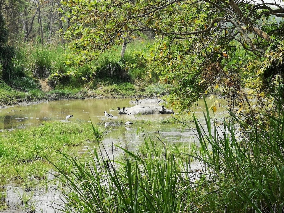 Rhinocéros se prélassant dans un point d'eau marécageux avec un feuillage vert.