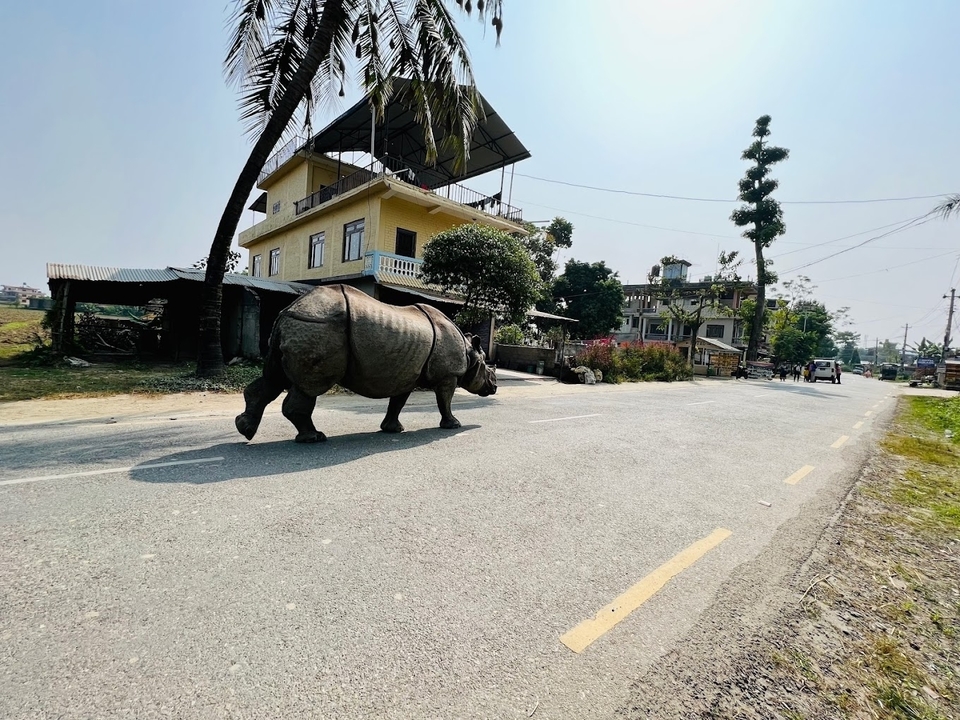 Un rhinocéros marchant le long d'une rue dans une zone de banlieue.
