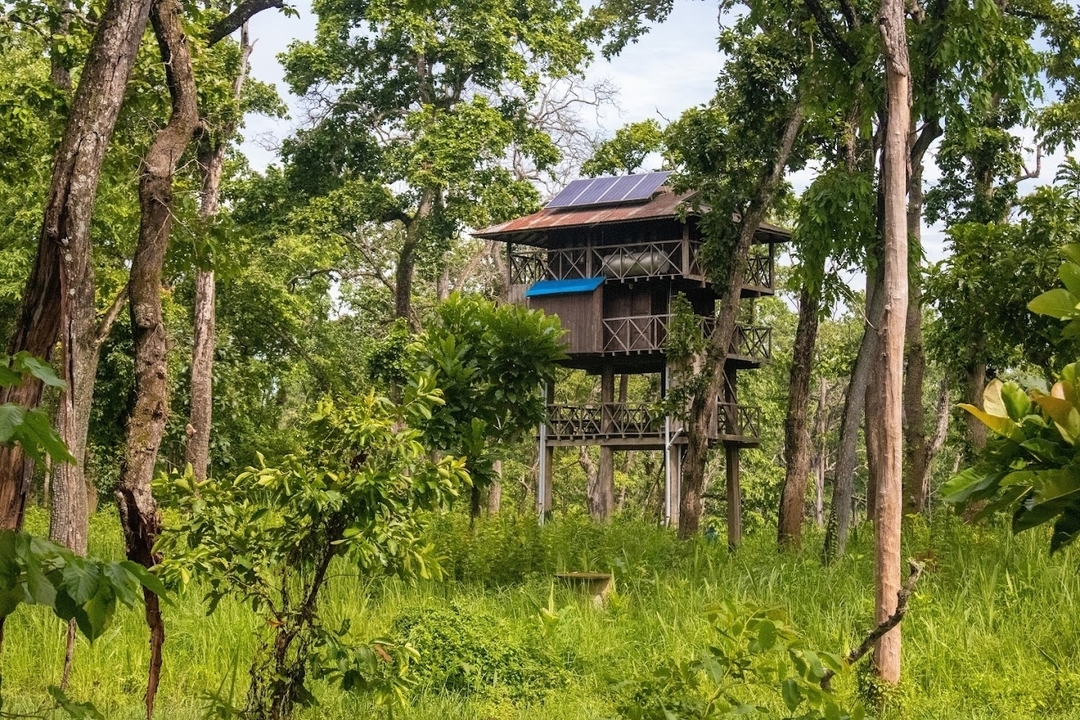 Cabane dans les arbres entourée d'une végétation luxuriante dans les bois.