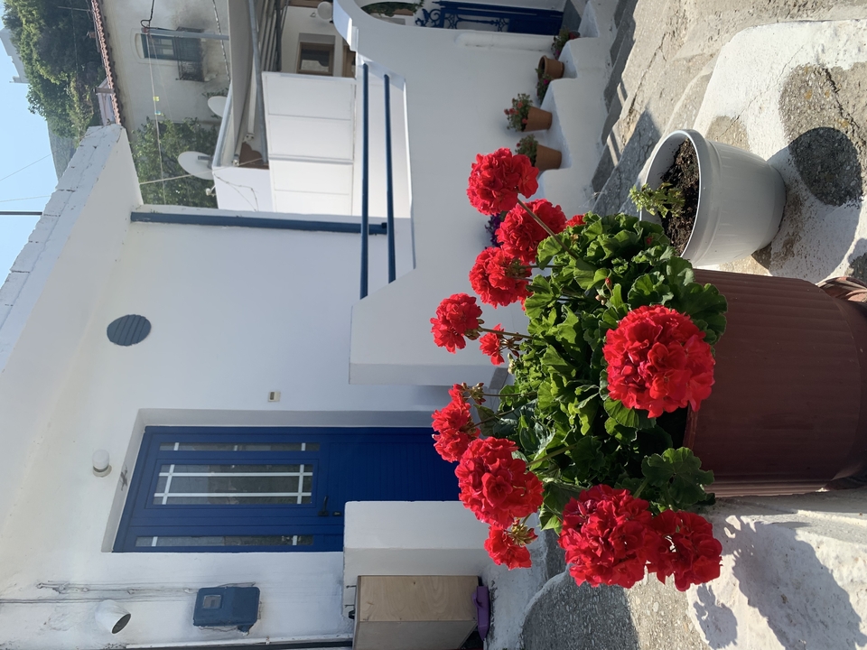 Colorful flowers in pots on a white-washed building path.