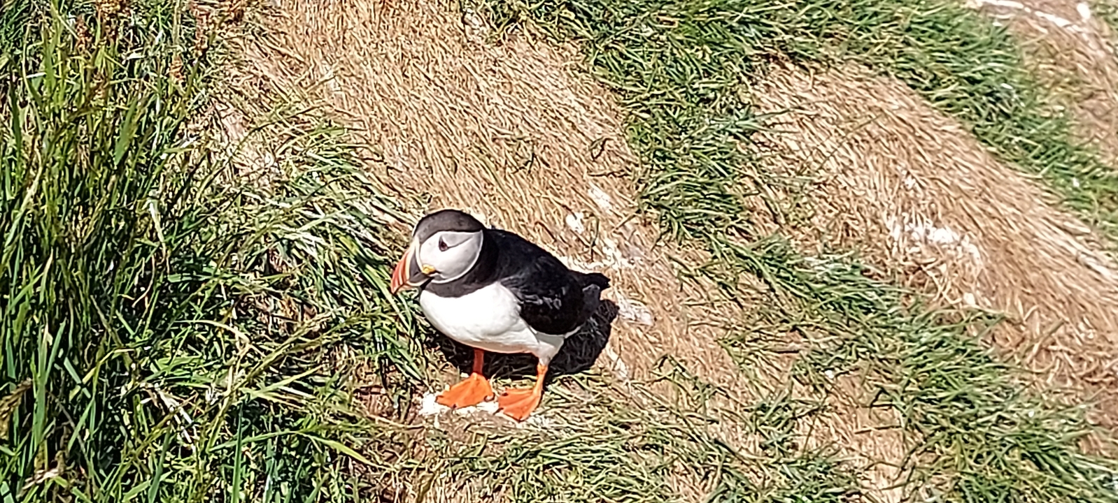 Un macareux debout sur une falaise herbeuse.