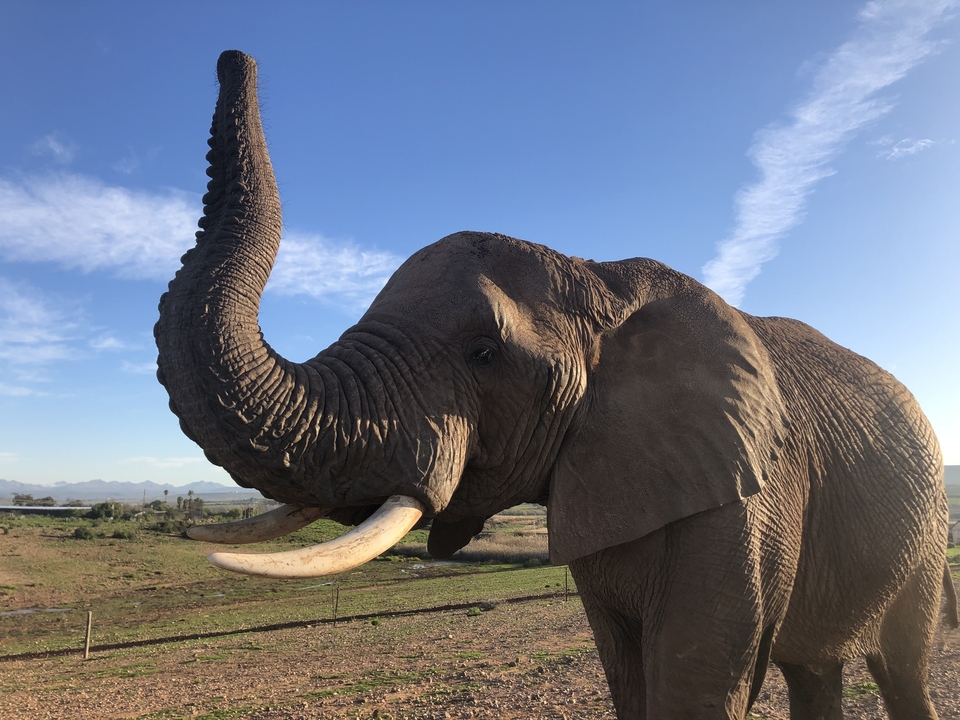 Un éléphant levant sa trompe dans le paysage.
