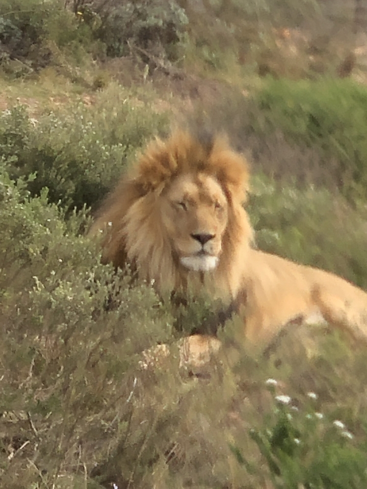 Un lion se reposant parmi la verdure.