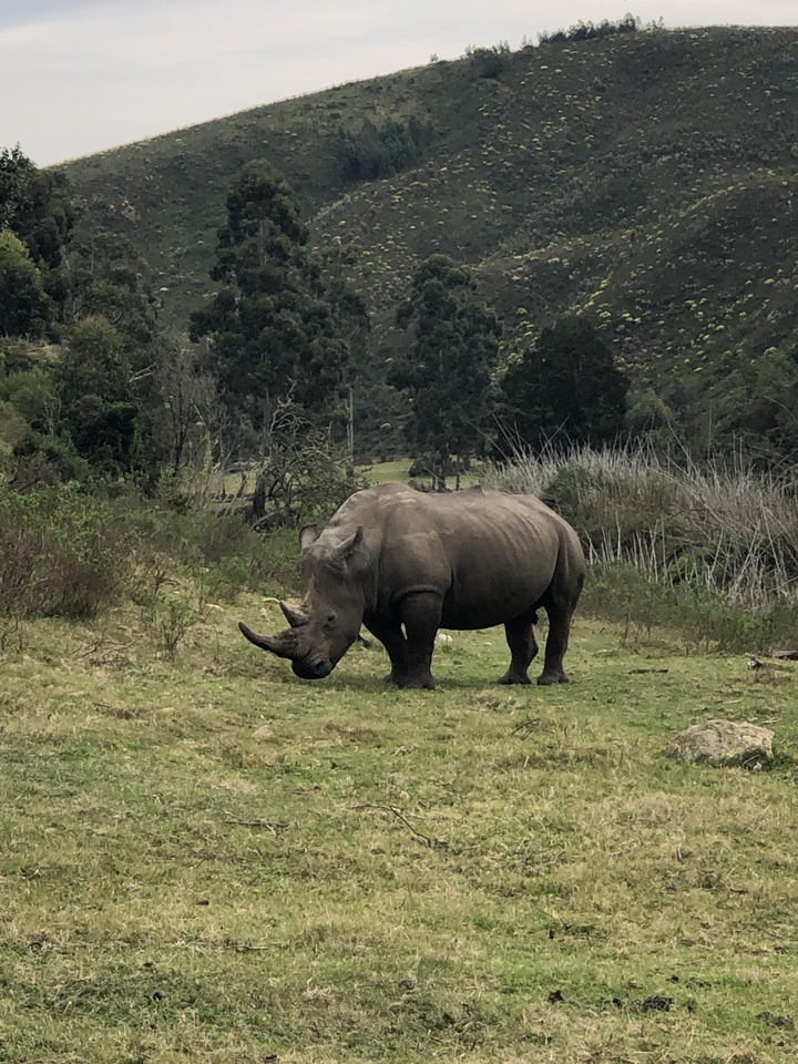 Un rhinocéros qui broute dans un champ avec des arbres en arrière-plan.