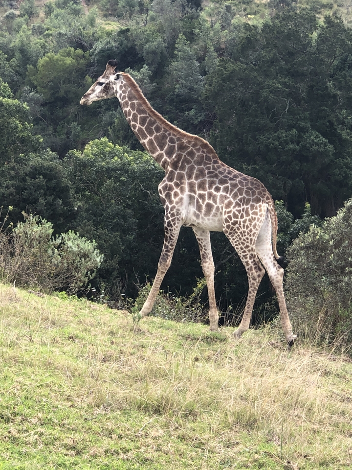 Une girafe debout dans le paysage avec des arbres autour.