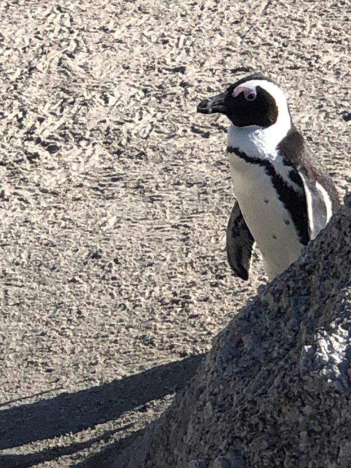 Un pingouin debout sur une zone rocheuse.