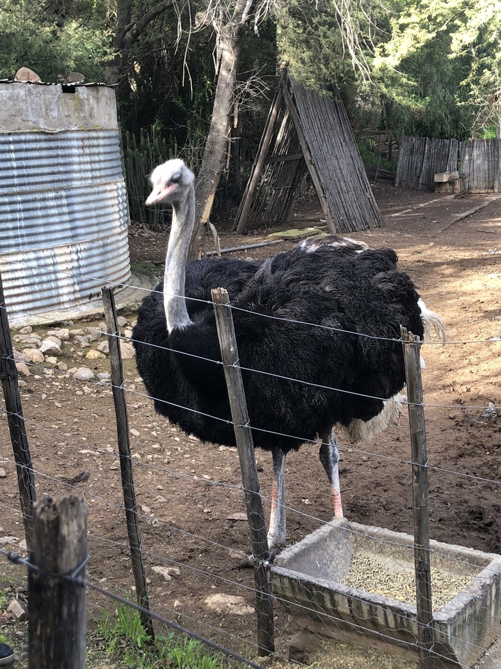 Une autruche derrière une clôture dans un cadre de ferme.