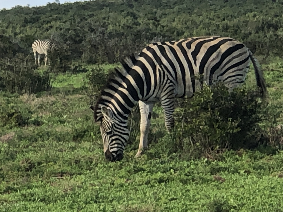 Deux zèbres broutant dans un champ.