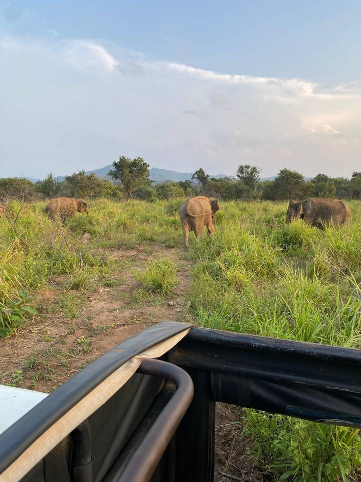 Éléphants dans un champ herbeux vus depuis un véhicule.
