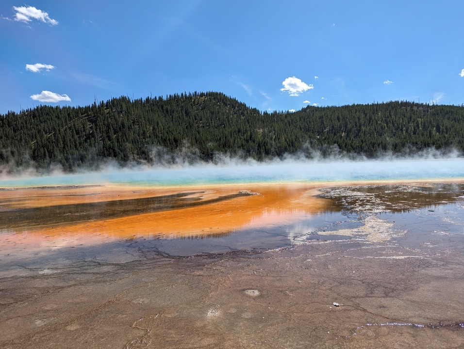 Le Grand Prismatic Spring coloré avec de la vapeur qui s'élève et un arrière-plan forestier.