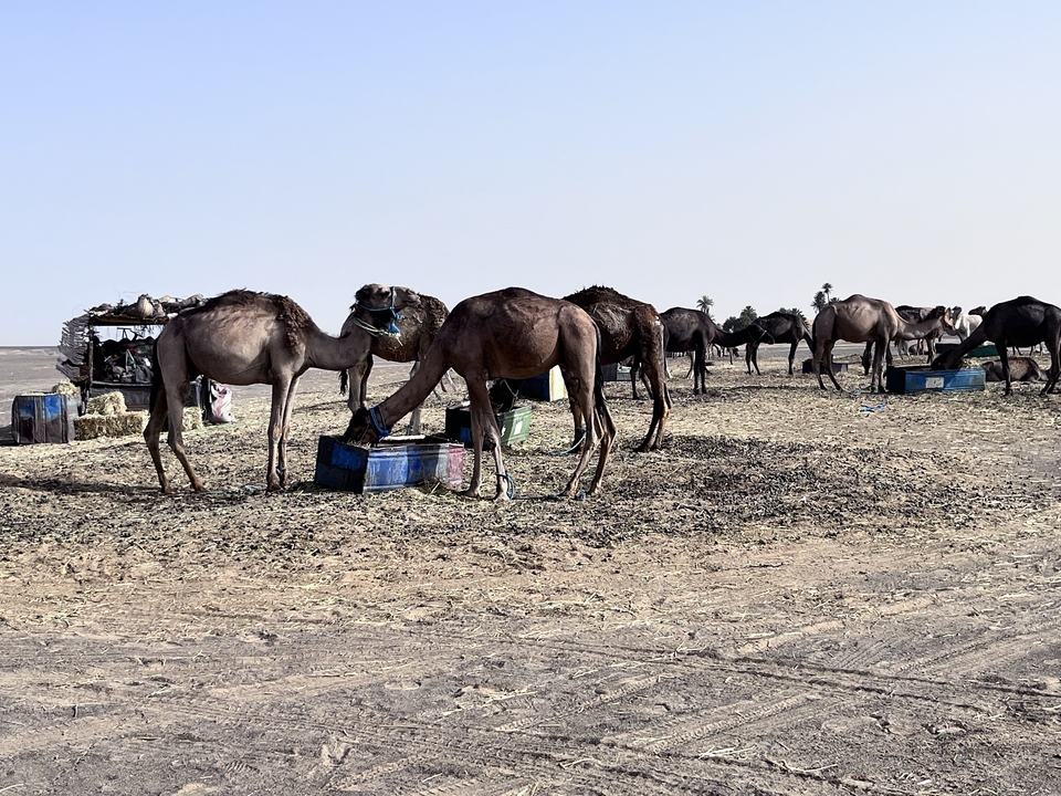 Camels and a small market area in a desert setting.