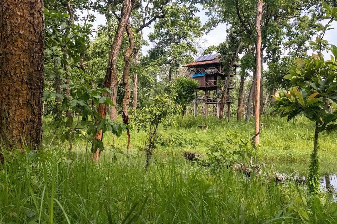 Une tour d'observation en bois dans une zone forestière verdoyante et luxuriante.