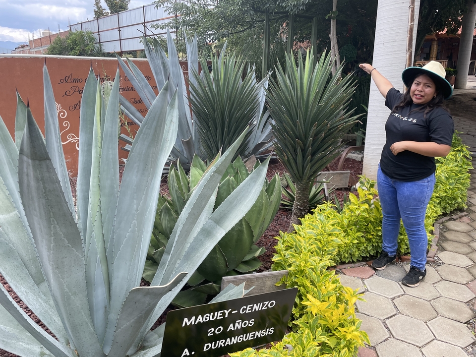 Personne montrant des plants d'agave dans un jardin.