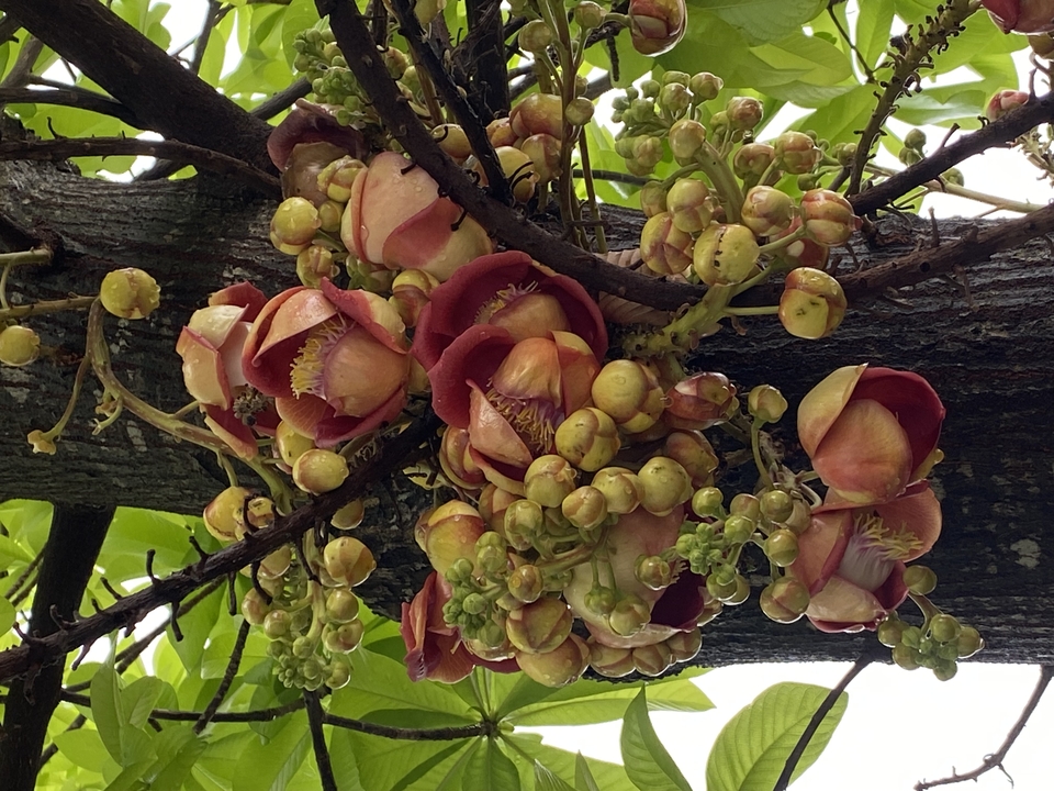 Fleurs et bourgeons de boulet de canon.