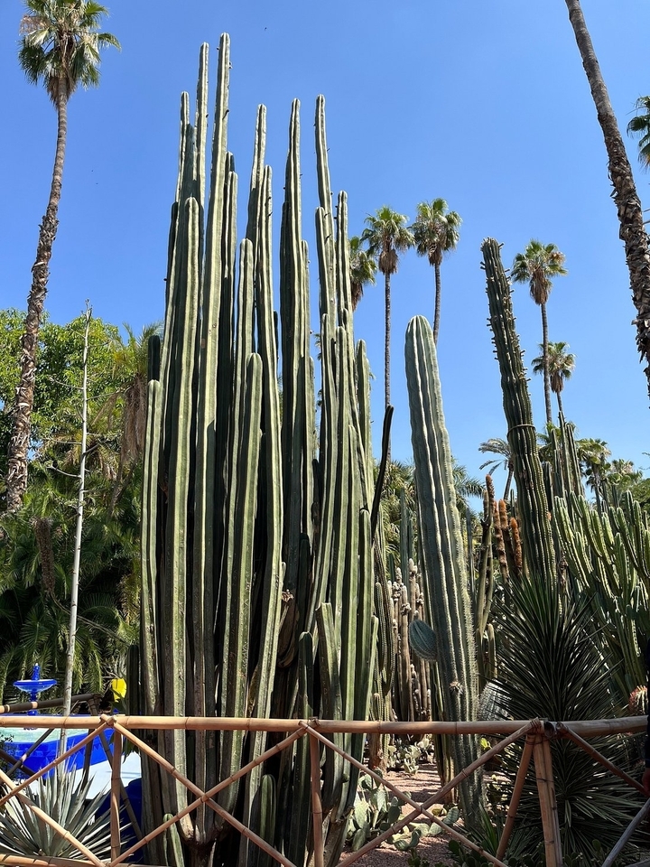 Jardin de cactus avec ciel bleu au-dessus.