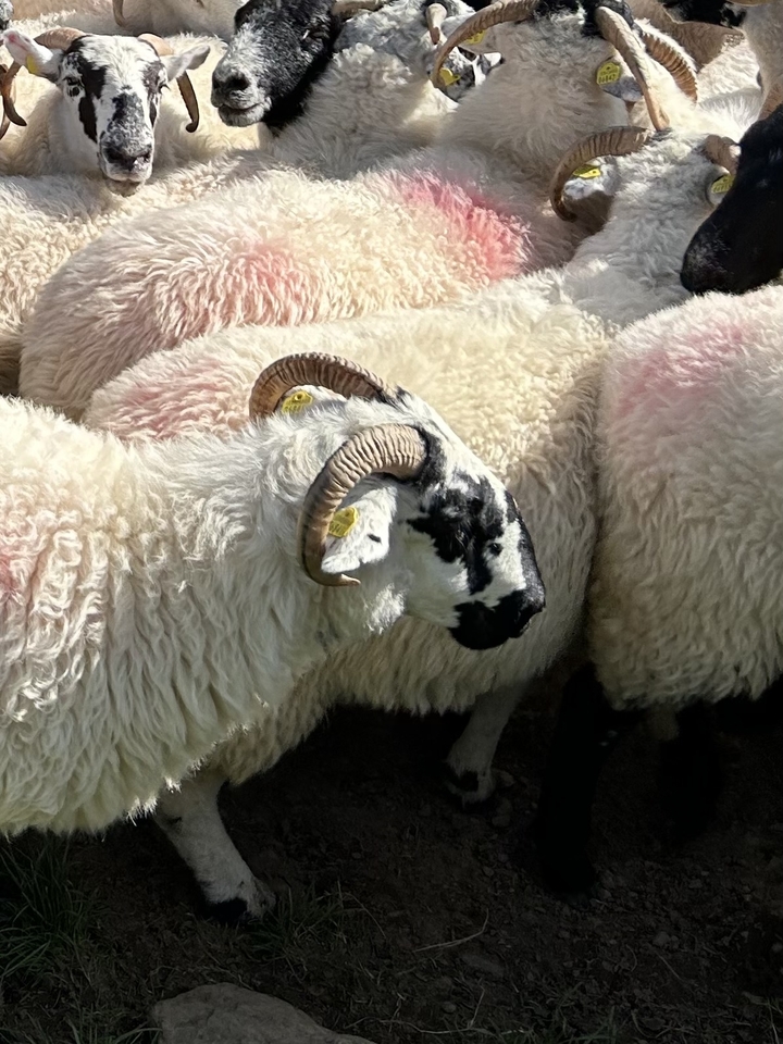 Moutons aux marques faciales noires distinctes dans un troupeau.