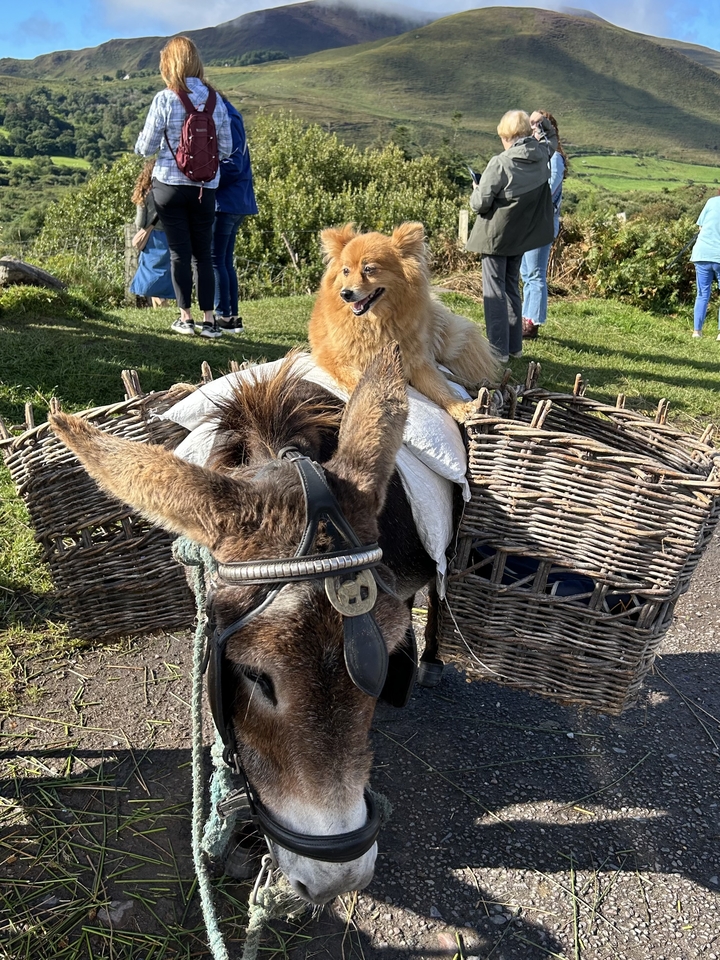 Un âne portant une petite charge avec un chien assis dessus.