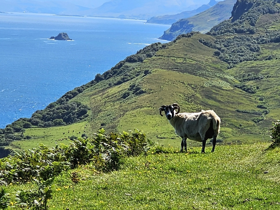 Sheep standing on a grassy hillside with ocean in the background.