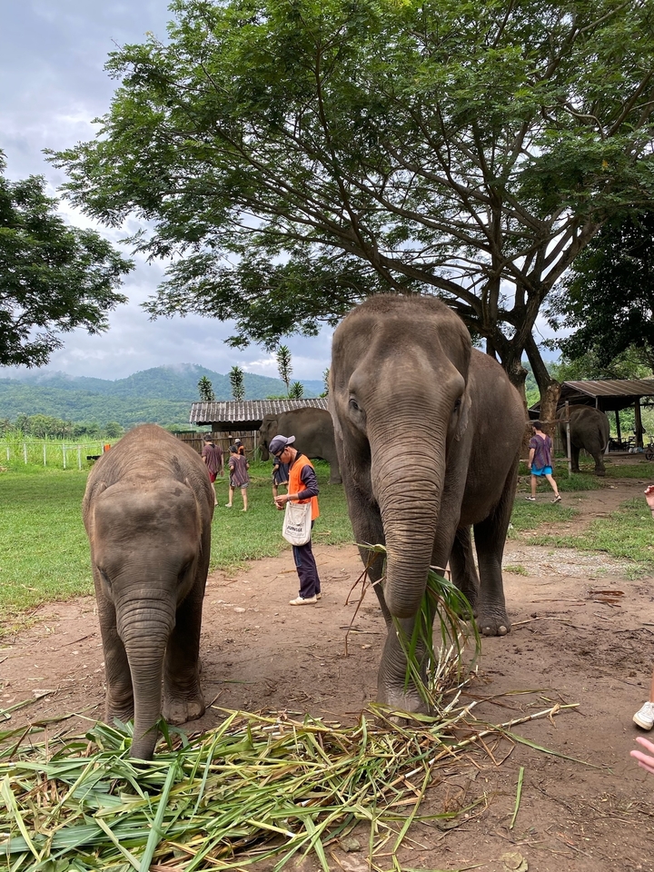 Des éléphants avec des gens dans un sanctuaire.