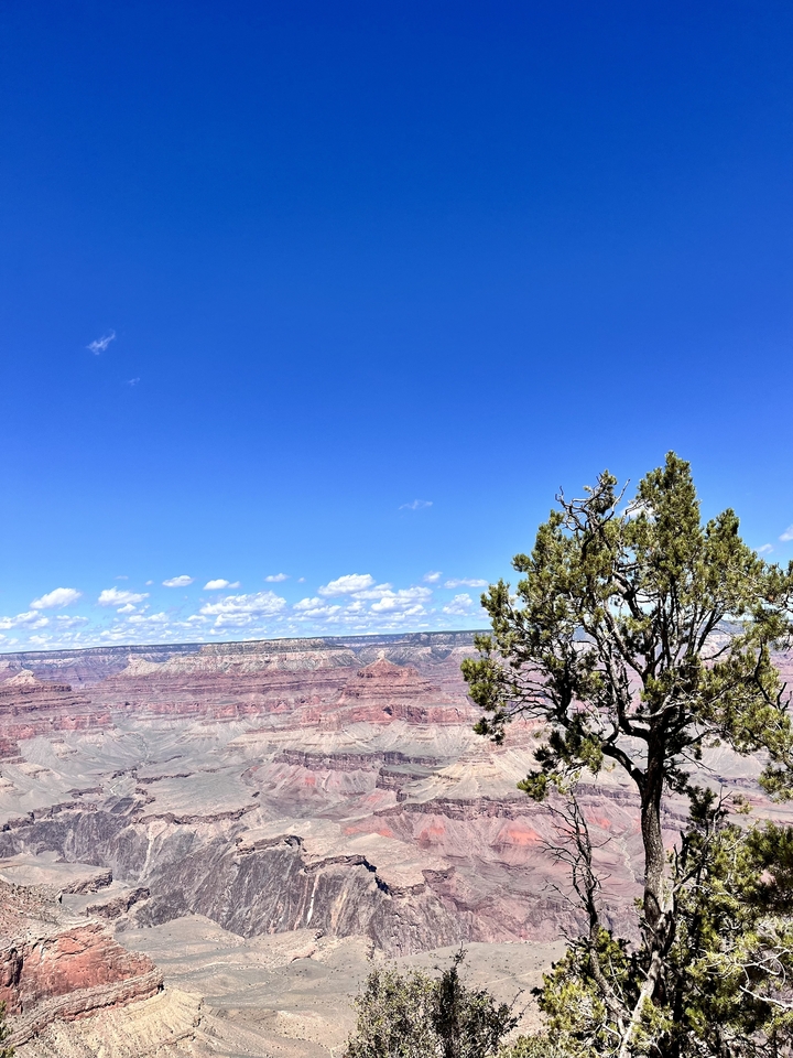 Grand Canyon with a single tree in the foreground.