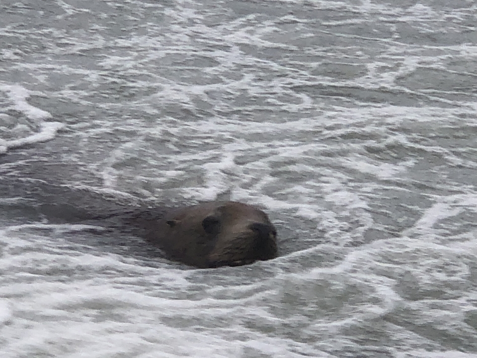Une loutre de mer dans l'eau.