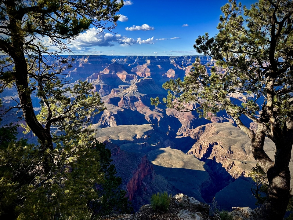 Vue du Grand Canyon à travers les arbres avec des canyons profonds et un ciel bleu.