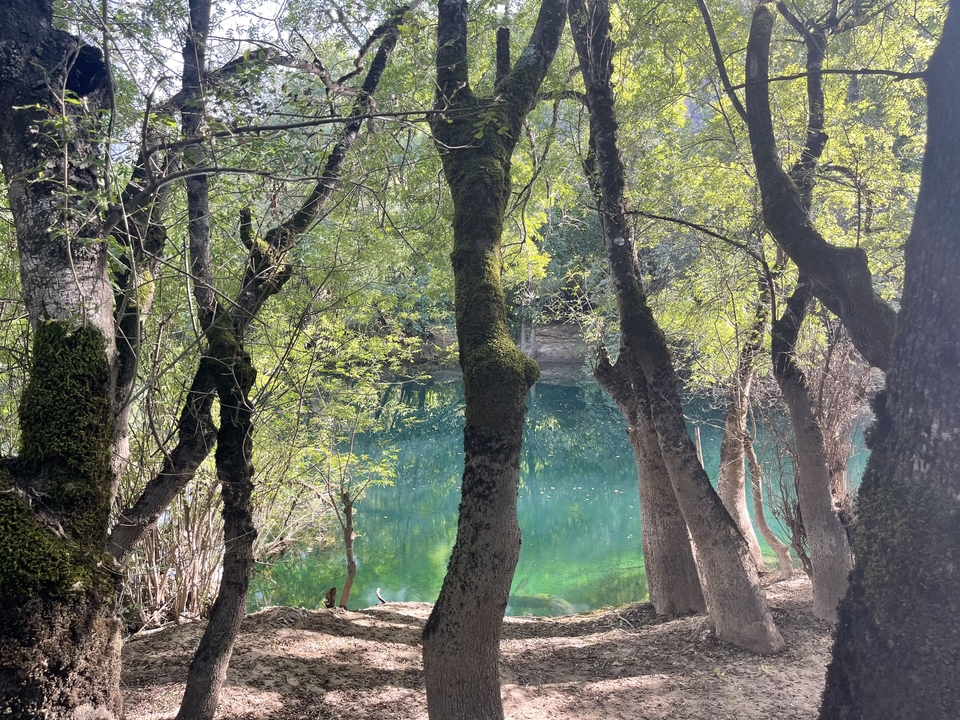 Des arbres moussus avec vue sur un lac limpide.