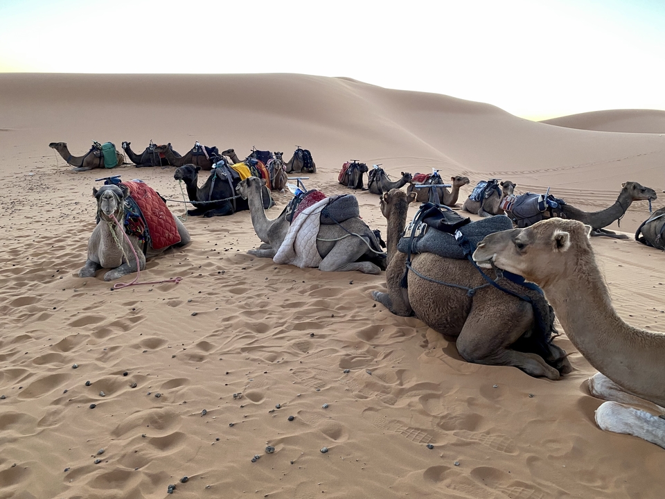 Chameaux se reposant dans le désert avec des selles et des couvertures colorées.