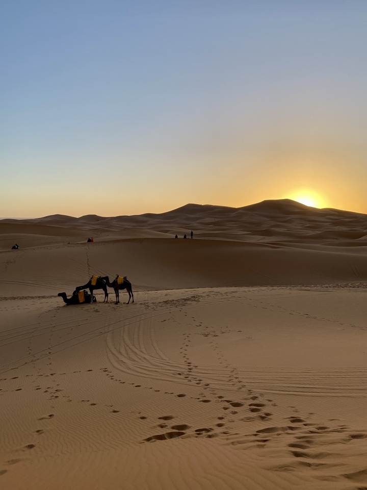 Dunes du désert au coucher du soleil avec des chameaux se reposant au premier plan.