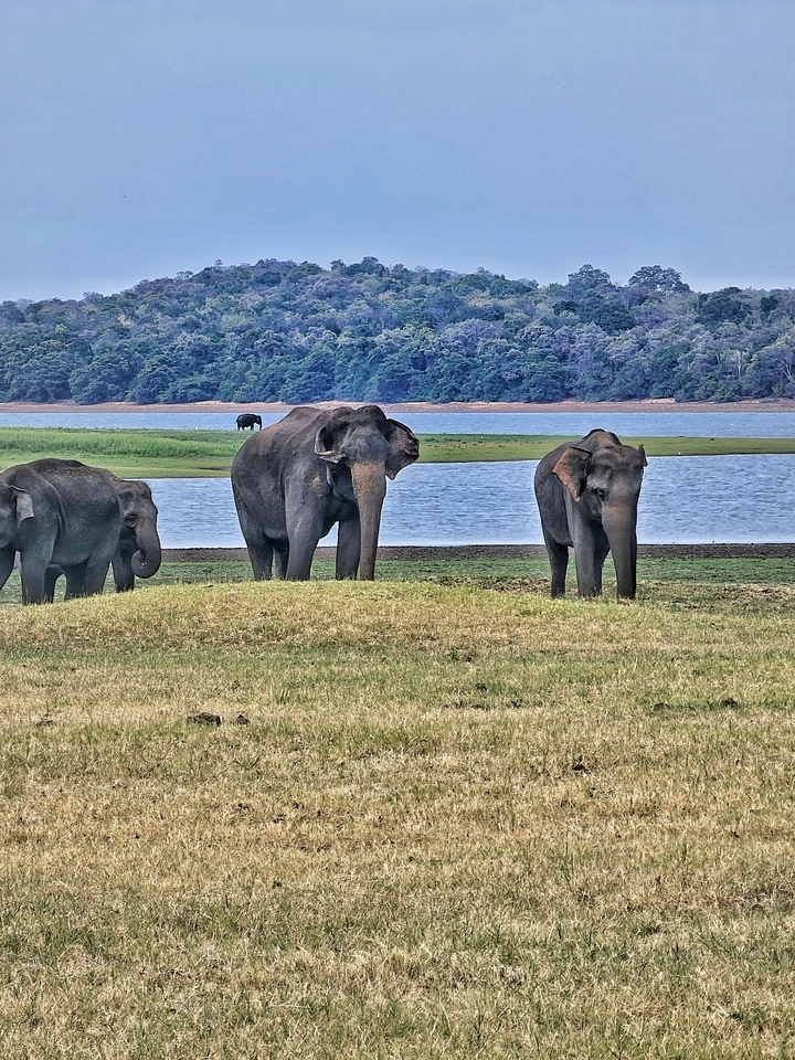 Éléphants près d'un point d'eau avec une végétation luxuriante.