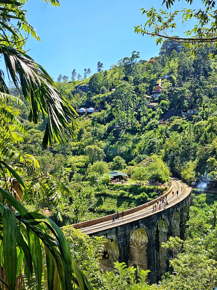 Paysage luxuriant avec une voie ferrée à travers la verdure.
