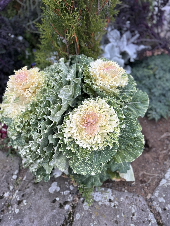 Gros plan de plants de choux d'ornement.