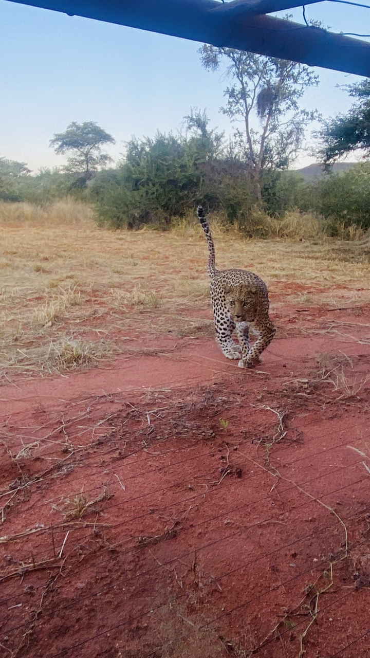 Léopard marchant à travers une prairie sèche.