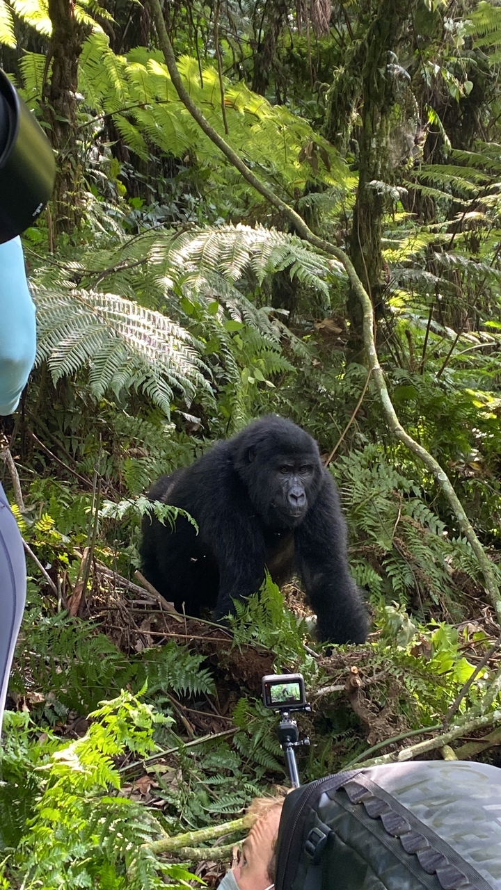 Gros plan d'un gorille dans une forêt.