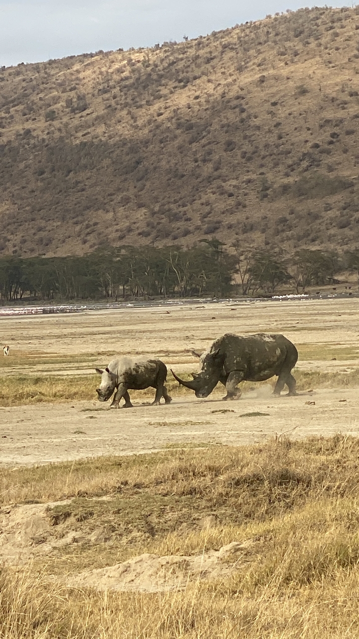Rhinocéros avec son petit traversant un paysage aride.