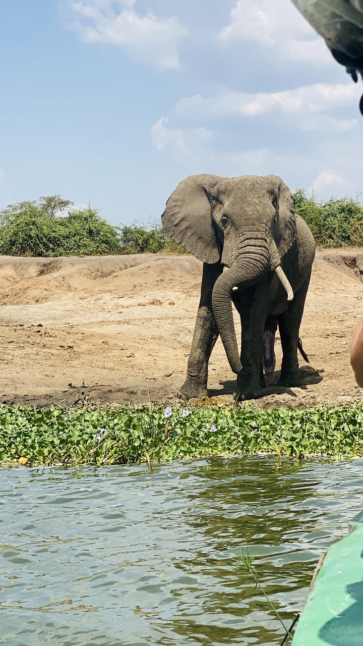 Éléphant debout près d'un point d'eau dans un paysage aride.