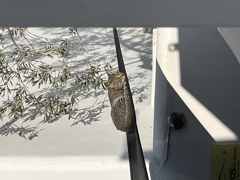 Chat qui se détend sur un rebord parmi les plantes.