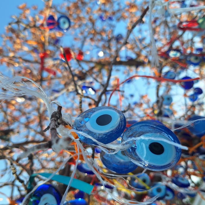 Gros plan de perles d'œil porte-bonheur sur un arbre.