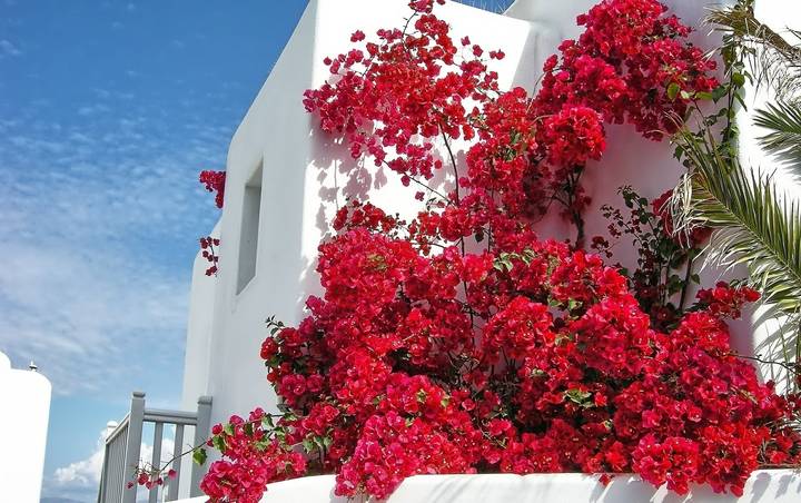 Fleurs de bougainvillée rose vif contre un bâtiment blanc traditionnel.