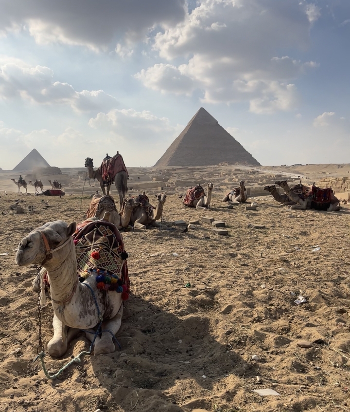 Des chameaux se reposant devant les Pyramides de Gizeh.