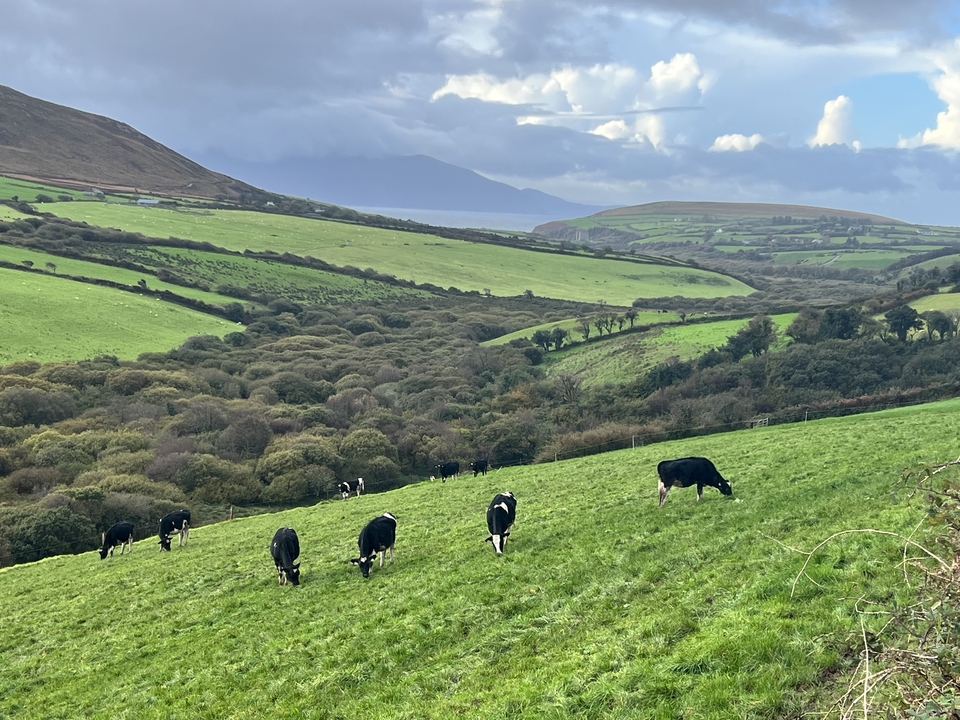 Des vaches qui paissent dans une vallée verdoyante avec des montagnes en arrière-plan.