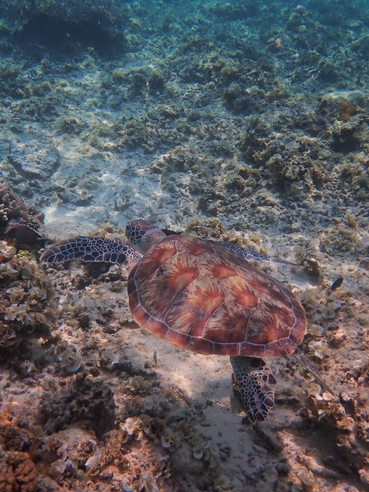 Photo sous-marine d'une tortue sur un récif de corail.