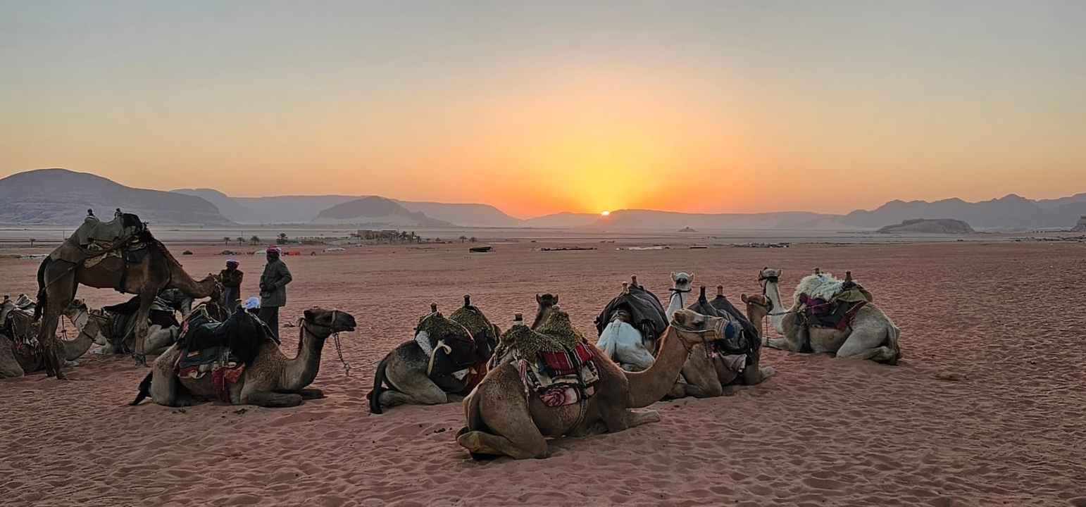 Groupe de chameaux assis sur le sable du désert au coucher du soleil.