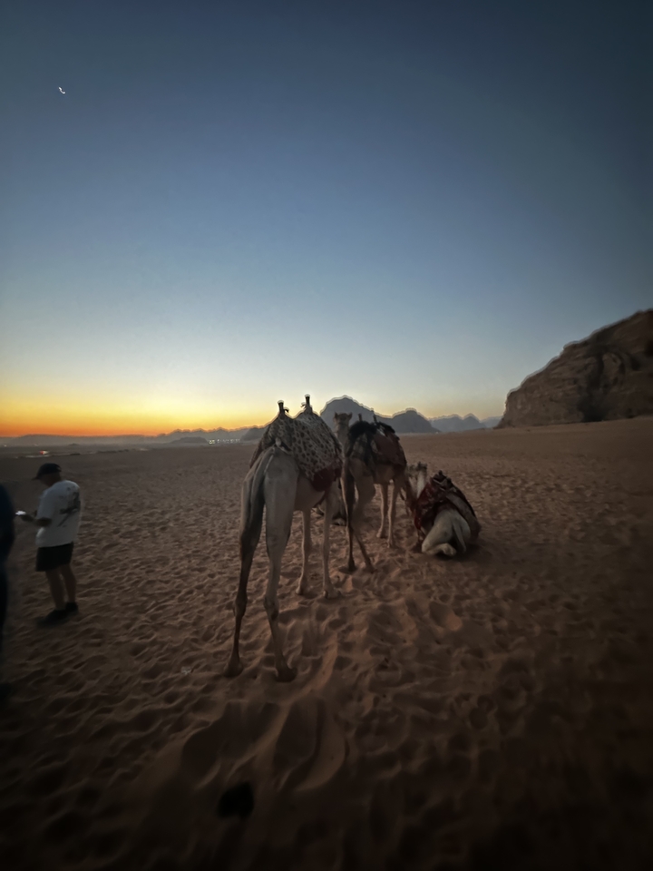 Chameaux se reposant sur le sable du désert avec un coucher de soleil en arrière-plan.