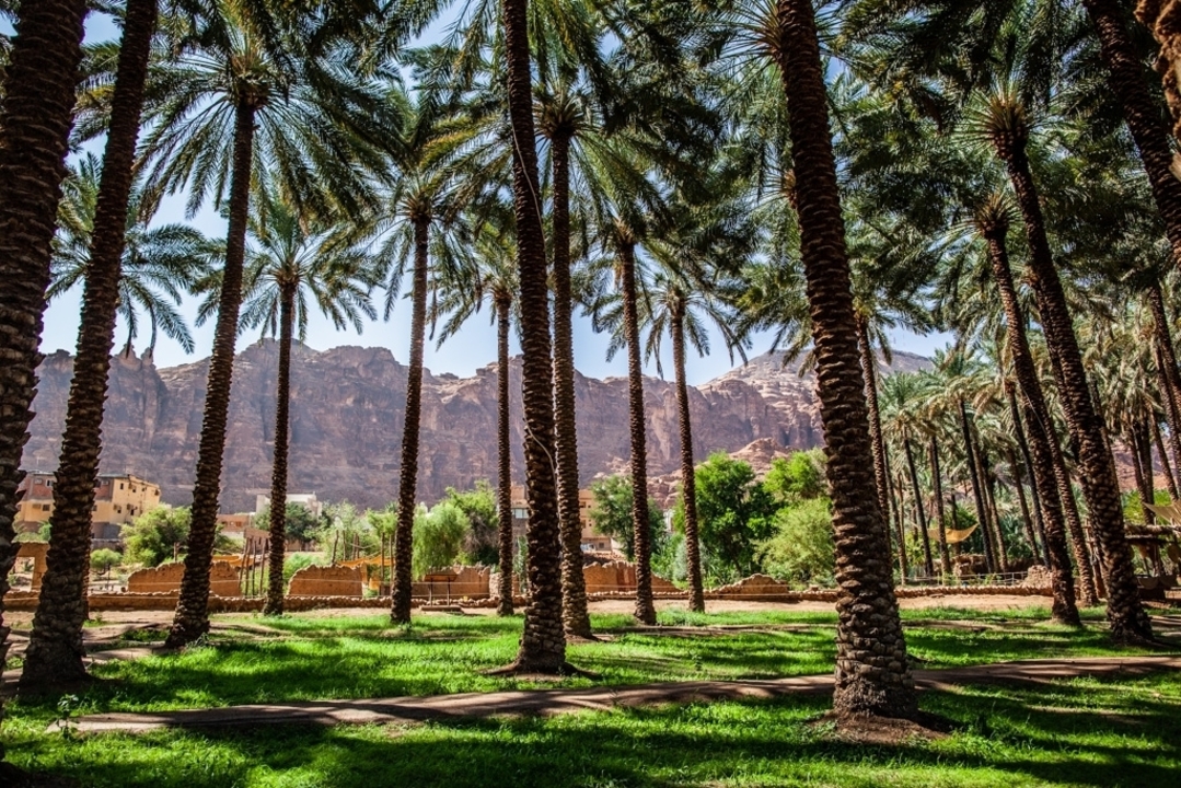 Une luxuriante forêt de palmiers avec un arrière-plan montagneux.