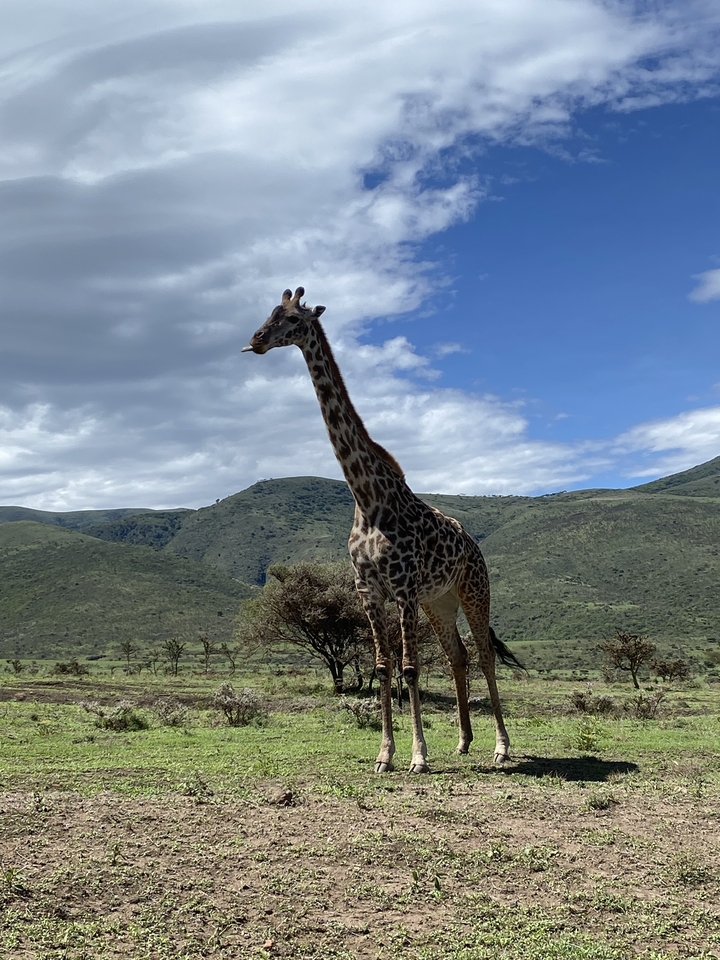 Une girafe debout devant des collines verdoyantes et un ciel nuageux.
